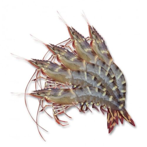 Tôm sú đông lạnh 20 con/kg