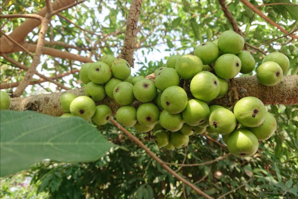 Có nên cúng trái sung trên bàn thờ ông địa và thần tài không?