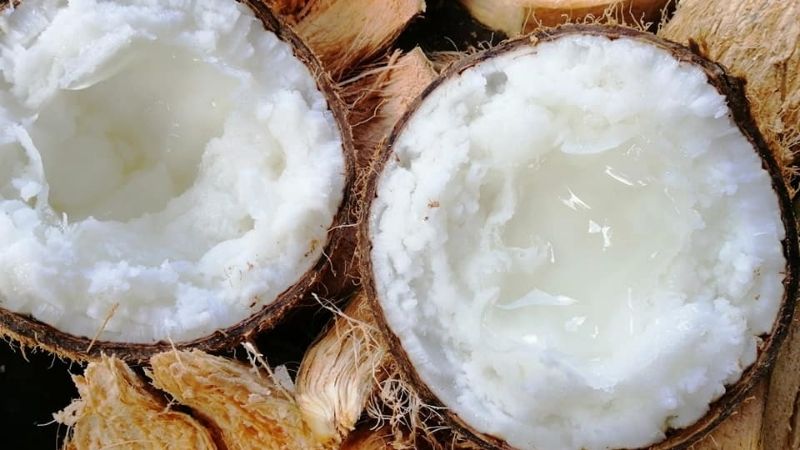 Dừa sáp có tác dụng gì?