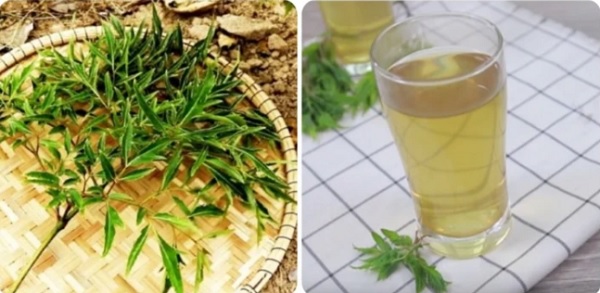 Lá đinh lăng có tác dụng gì? Uống hàng ngày có tốt không?