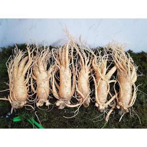 Nhân Sâm tươi Hàn Quốc 6 củ/kg